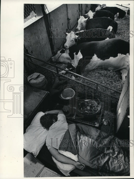 1983 Press Photo Eric Jensen and cattle nap at Wisconsin State Fair - mja36683 - Historic Images