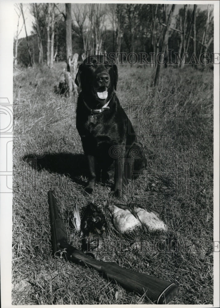 1993 Press Photo Cody, Labrador retriever owned by Terry Koper w/ Wood Ducks-Historic Images