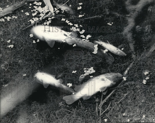 1985 Press Photo Dead Fish in Wisconsin Pigeon River Near Sheboygan County-Historic Images