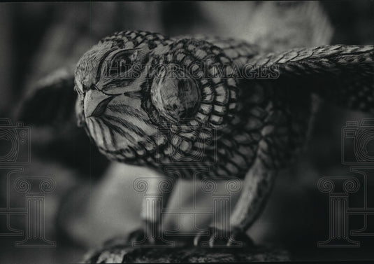 1987 Press Photo Jim Kuik's sharp-tail grouse captured in wood - mja37541-Historic Images
