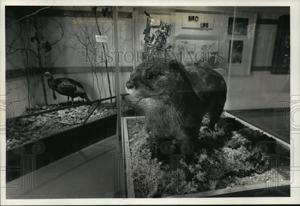 1990 Press Photo Otter Displayed At Museum In Kettle Moraine State Forest-Historic Images