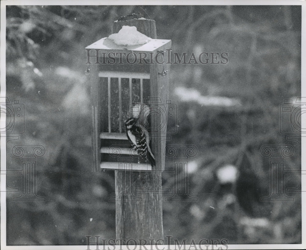 1962 Press Photo View of a downy woodpecker - mja37833-Historic Images