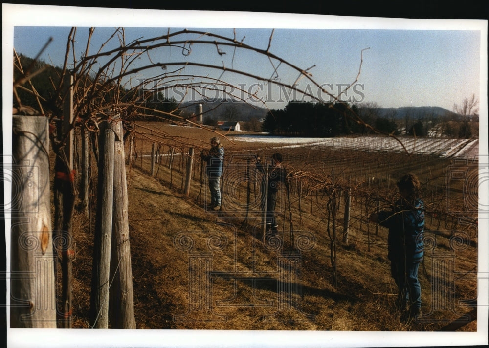 1994 Press Photo Pruning Damaged Grape Vines At Wollersheim Winery - mja37855-Historic Images
