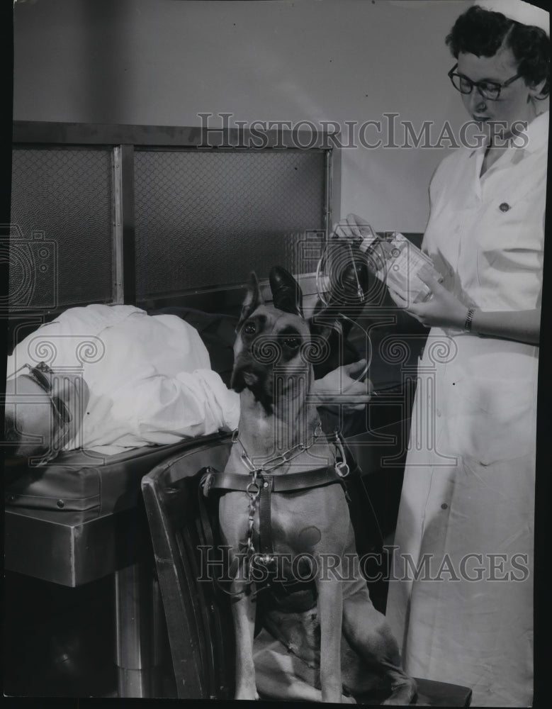 1954 Press Photo A dog waited in a chair, while his master gave blood.-Historic Images