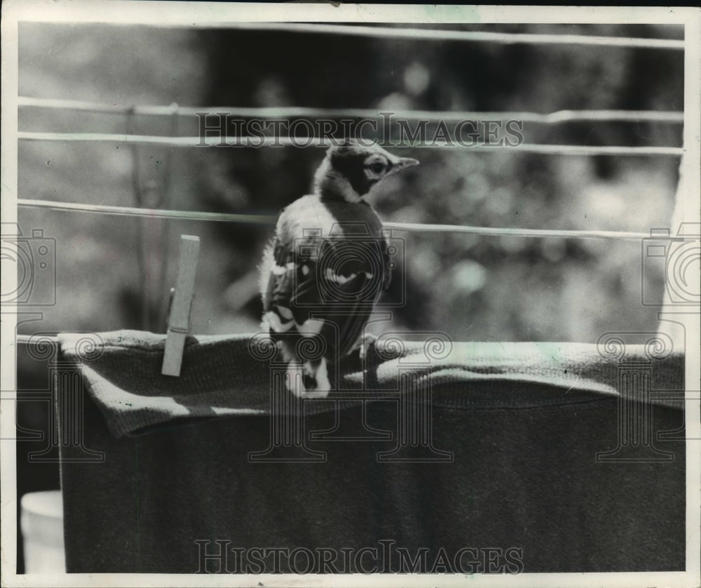 1974 Press Photo Baby blue jay in the backyard of a Richland Center Home-Historic Images