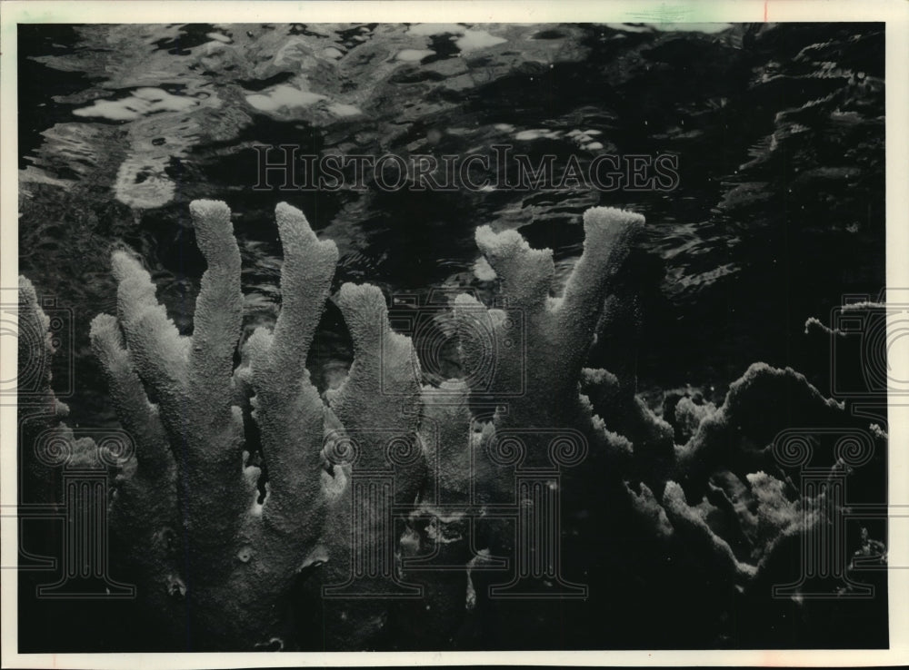 1994 Press Photo Coral in Belize - mja39159-Historic Images