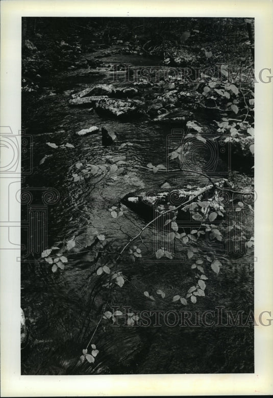 1983 Press Photo Even in a quiet stream, a battle for life is waged. - mja39545-Historic Images