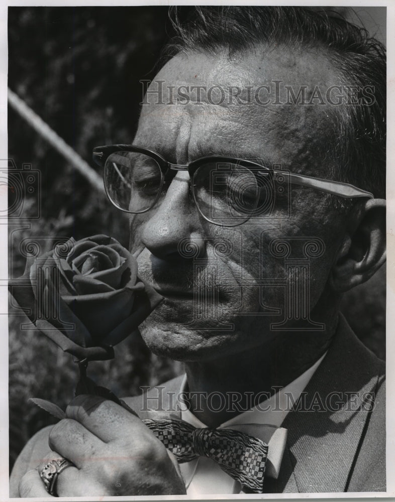 1961 Press Photo &quot;Crimson Glory.&quot; a rose that won a blue ribbon for A.H Hazzard. - Historic Images
