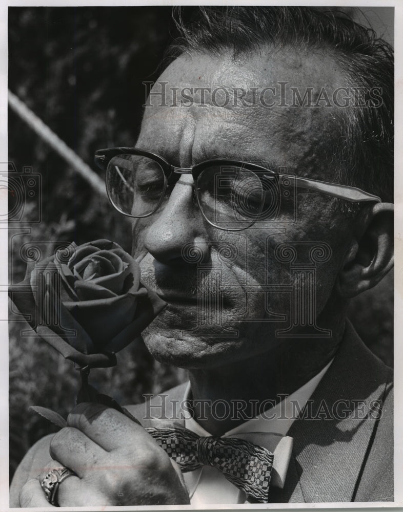 1961 Press Photo "Crimson Glory." a rose that won a blue ribbon for A.H Hazzard. - Historic Images