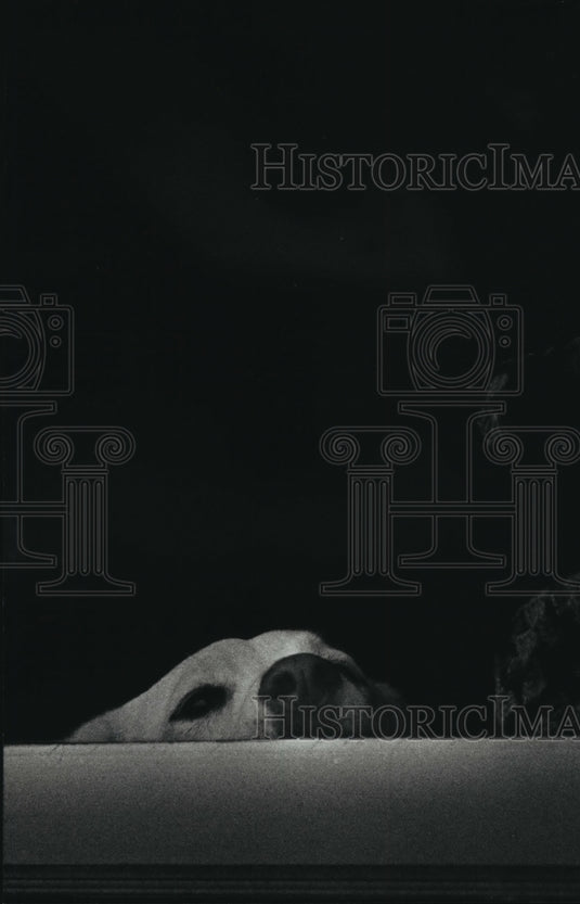 1989 Press Photo Lady, A Dog, Peeks Out Of Her Owner's Home - mja39773-Historic Images