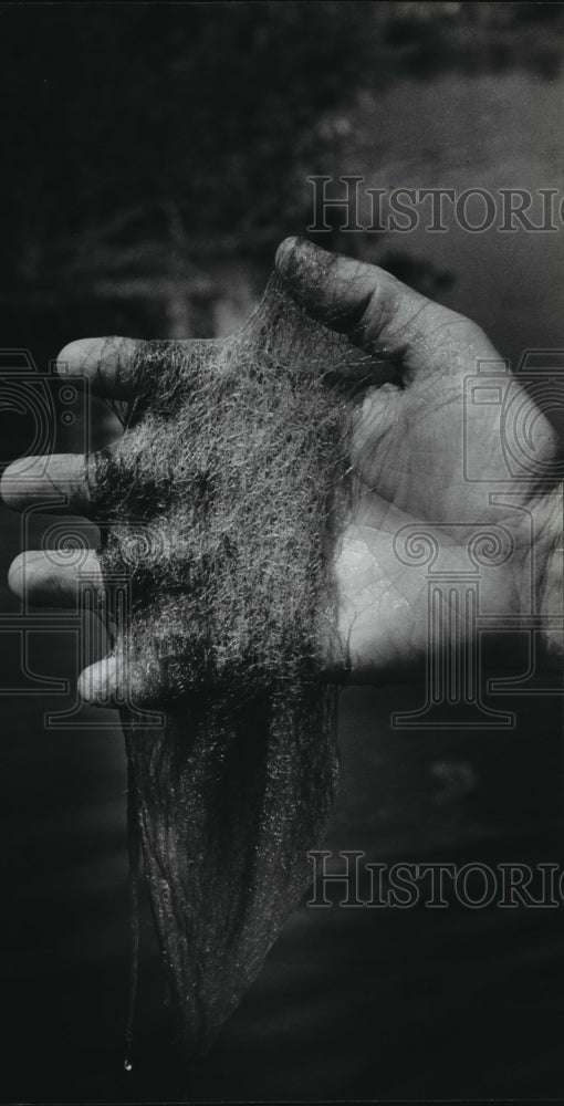 1983 Press Photo Algae From Mink River - mja39903-Historic Images