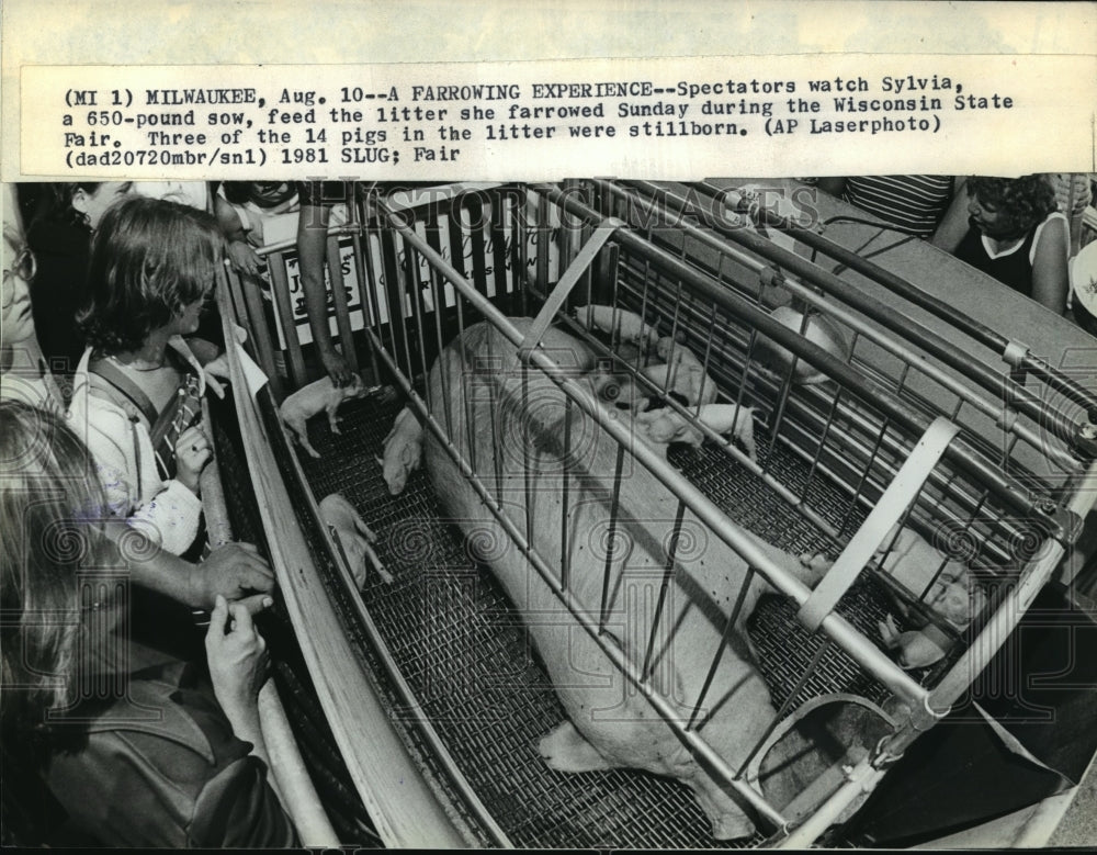 1981 Press Photo 650 lb Sylvia Sow feeds her litter at the Wisconsin State Fair-Historic Images