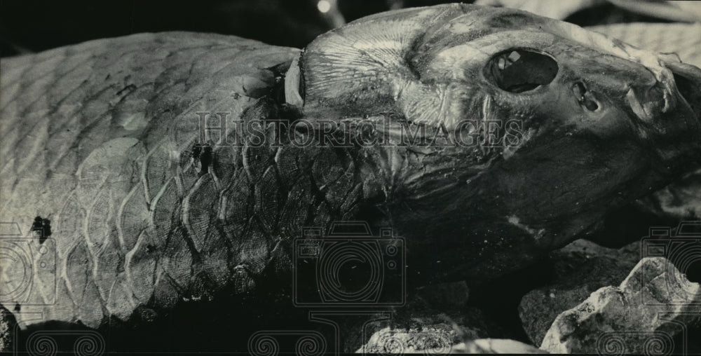 1984 Press Photo Fish Rots On Rock River Shore After Water Level Was Lowered-Historic Images