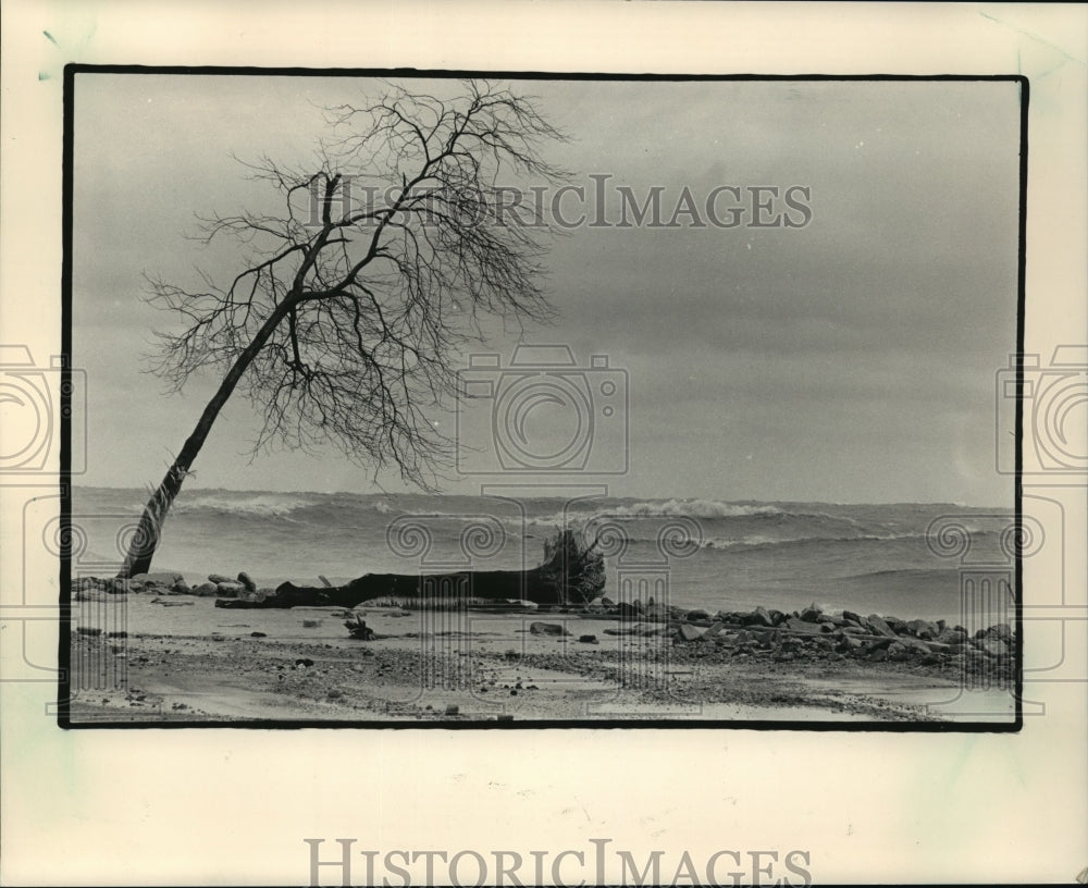 1987 Press Photo Uprooted Tree on Milwaukee&#39;s Bradford Beach, Lake Michigan - Historic Images