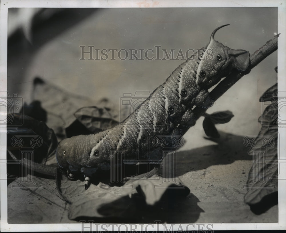 1954 Press Photo Garden Variety Of Tomato Horned Worm - mja44718-Historic Images