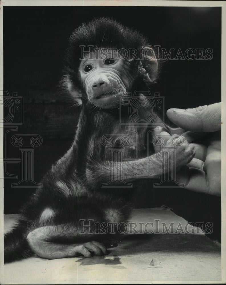 1957 Press Photo Baby Sven the baboon clinging to his keeper&#39;s hand - mja45324-Historic Images