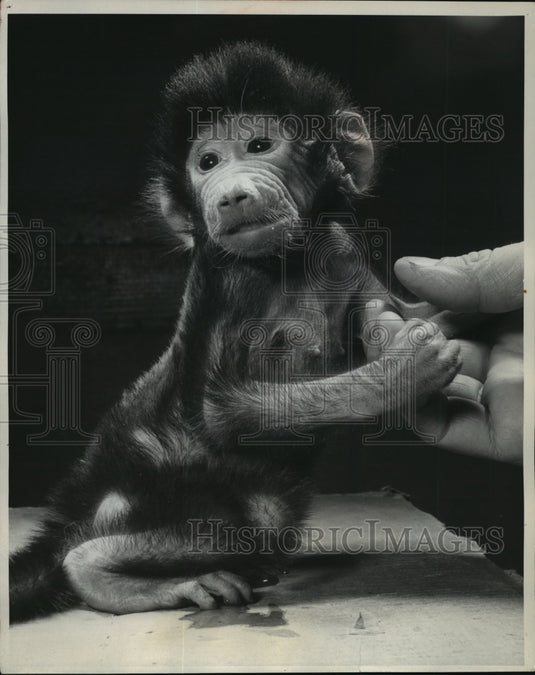 1957 Press Photo Baby Sven the baboon clinging to his keeper's hand - mja45324-Historic Images