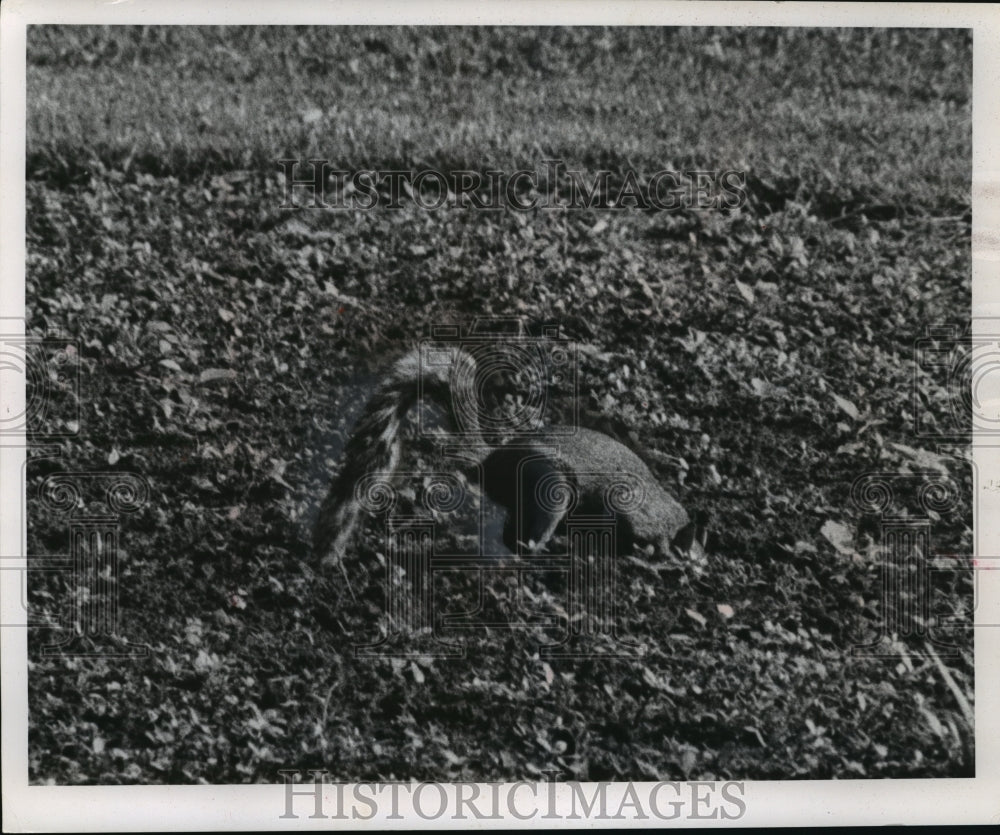 1964 Press Photo Squirrel Preparing for Winter - mja45751-Historic Images