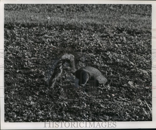1964 Press Photo Squirrel Preparing for Winter - mja45751-Historic Images