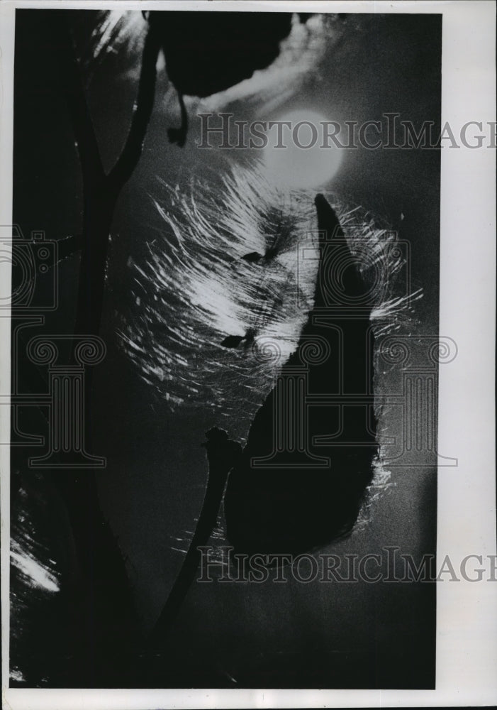 1968 Press Photo Milkweed pods on western edge of Horizon Marsh - Autumn-Historic Images