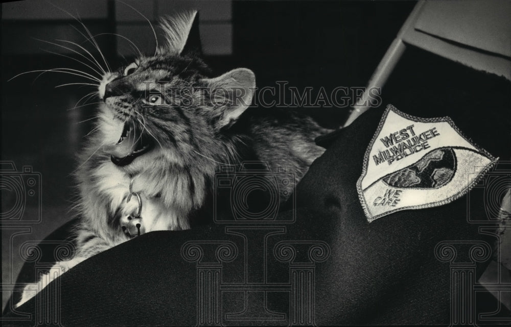1986 Press Photo Sherlock, West Milwaukee Police Department Kitten - Historic Images