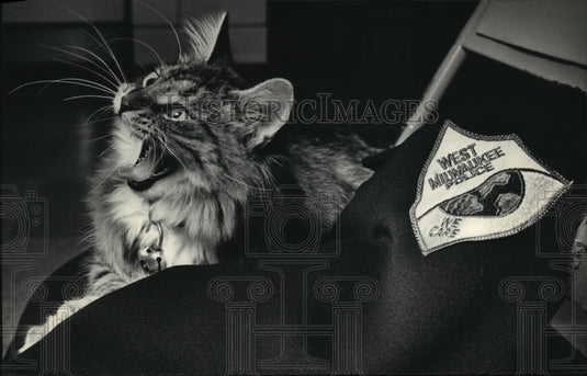 1986 Press Photo Sherlock, West Milwaukee Police Department Kitten - Historic Images
