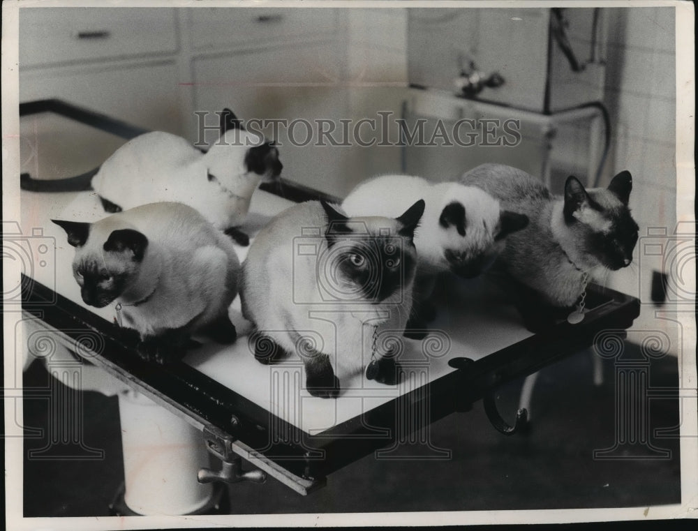 1962 Press Photo Siamese Cats at Humane Society Shelter - mja49261 - Historic Images