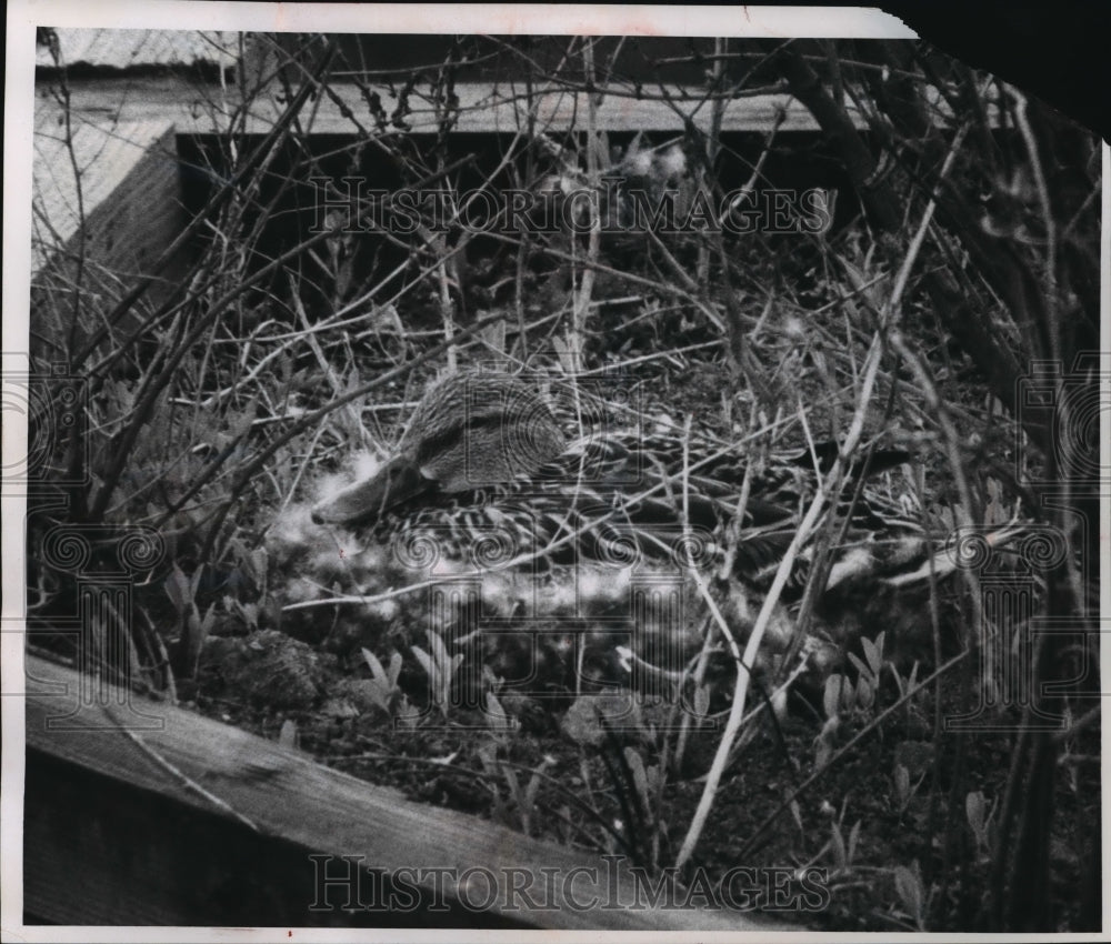 1983 Press Photo Cee Gee, A Mother Duck Sits On Nest On Downtown Bridge Piling - Historic Images