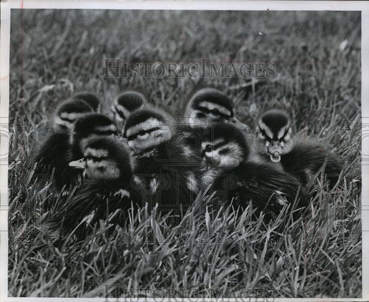 1963 Press Photo Ducklings Crowd Around Each Other Waiting For Mother Cee Gee - Historic Images