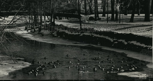 1989 Press Photo Ducks Swimming, Cedar Creek Park, Cedarburg. - mja49492 - Historic Images