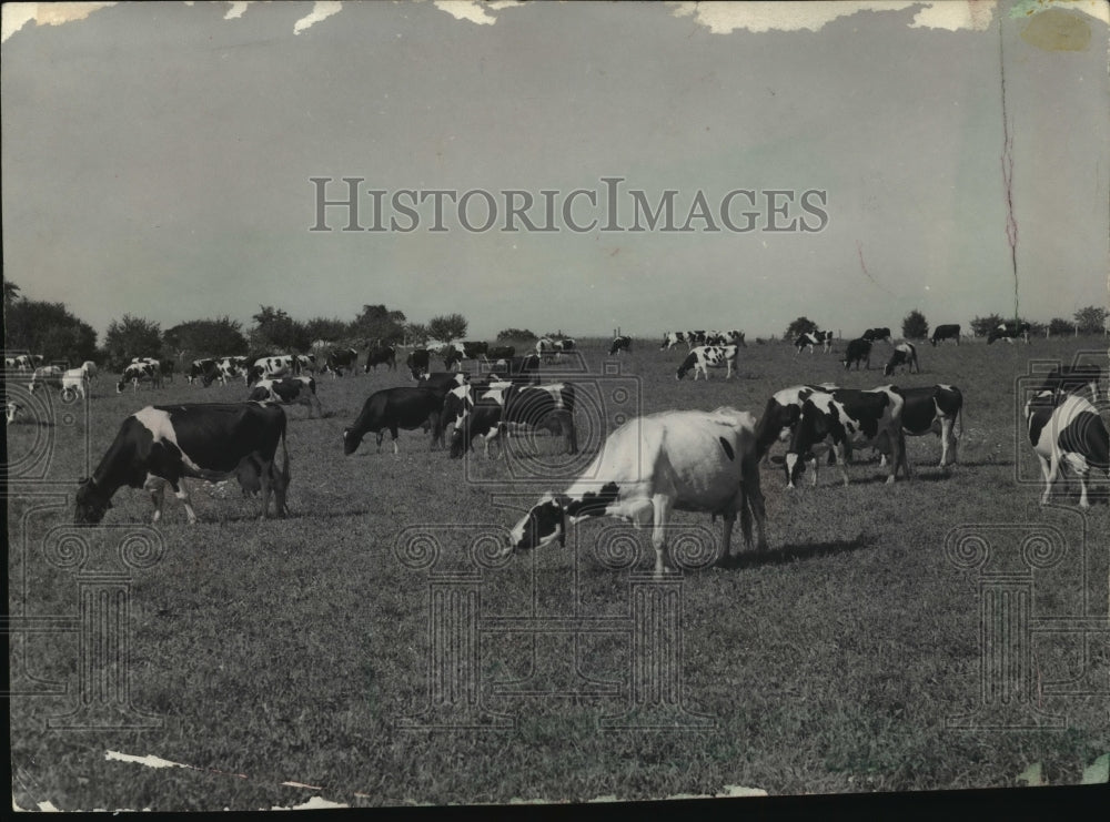 1953 Press Photo Dairy cattle in Wisconsin one of the last grazing animals - Historic Images