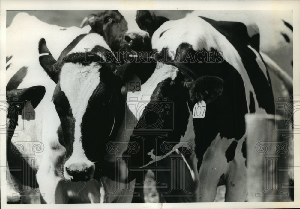 1994 Press Photo California celebrates National Dairy Month honoring cows - Historic Images