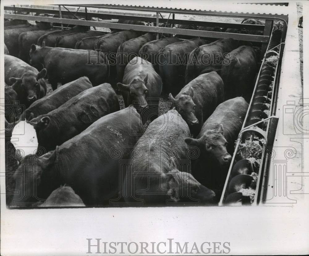 1958 Press Photo Feed for cattle on Blaska farm distributed by electricity-Historic Images