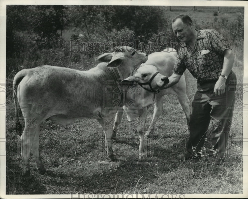 1952 Press Photo Herd of &quot;Sacred Cows&quot; from Florida brought to Milwaukee - Historic Images