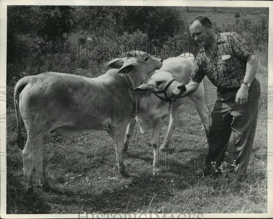 1952 Press Photo Herd of "Sacred Cows" from Florida brought to Milwaukee - Historic Images