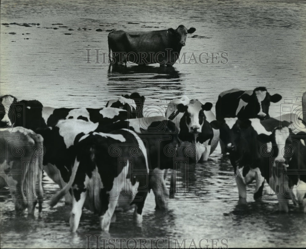 1983 Press Photo Cows take to water near Black River Falls in Jackson County - Historic Images