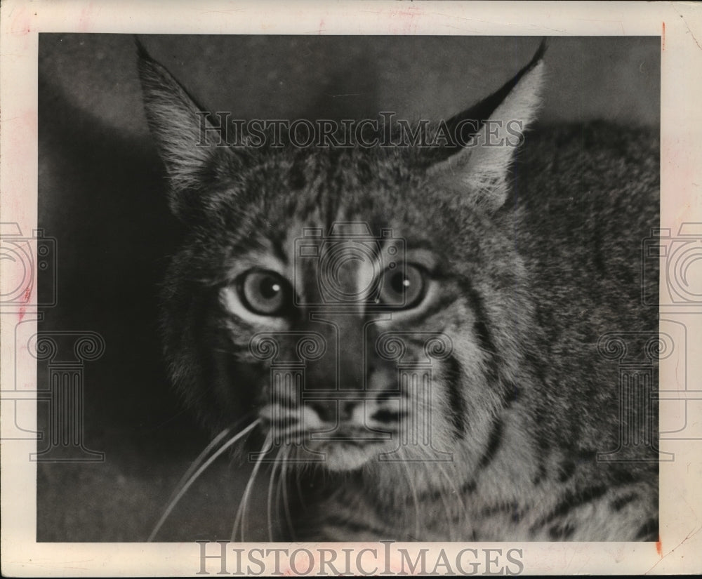 1991 Press Photo Bobcat, Hunted Wisconsin Native Wildlife - Historic Images