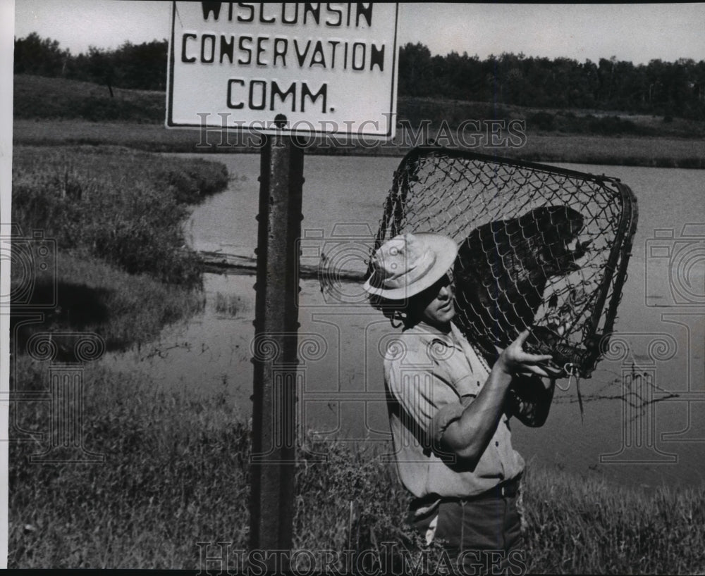 1952 Press Photo Beaver is caught and cornered to a truck - Historic Images