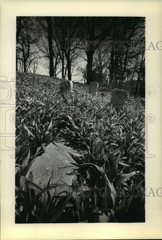 1980 Weeds and Vandals Have Damaged Old Lake Protestant Cemetery-Historic Images