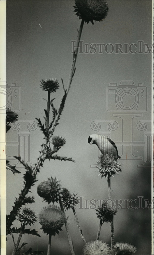 1978 Press Photo Bong Air Force Base. Birds such as the Goldfinch are numerous - Historic Images