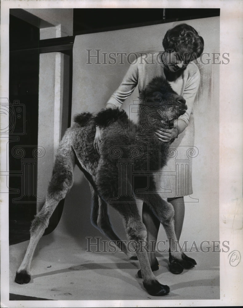 1962 Press Photo Lavone Stehr Pets Baby Camel At Madison&#39;s Vilas Park Zoo - Historic Images