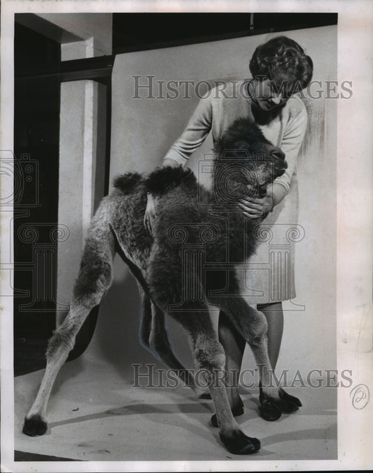 1962 Press Photo Lavone Stehr Pets Baby Camel At Madison's Vilas Park Zoo - Historic Images