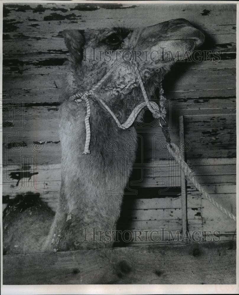 1968 Press Photo Cleopatra, The Yearling Dromedary - Historic Images