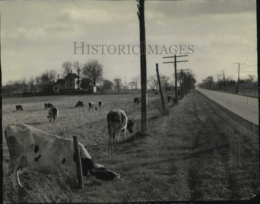 1955 Herd of Cattle along State Highway 73, near Neshkoro, Wisconsin - Historic Images