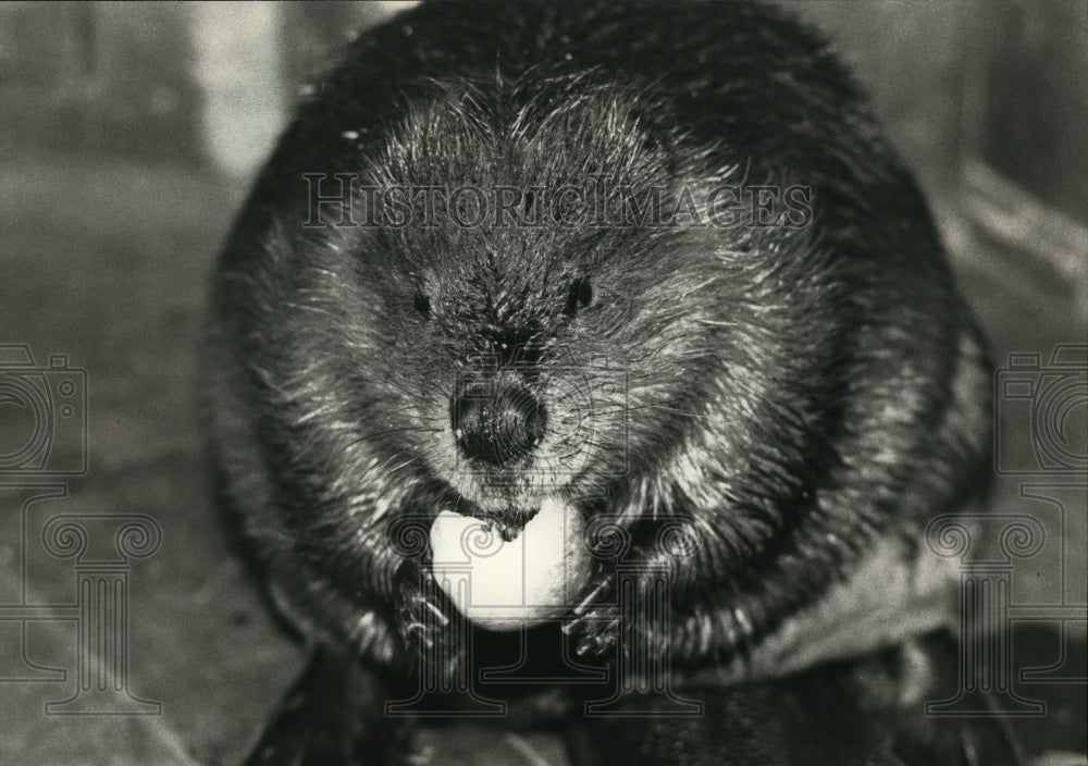 Press Photo At Home with Niky the Beaver. - Historic Images