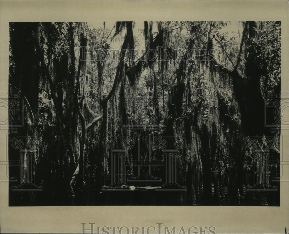 1978 Press Photo Moss-draped trees capture mood of the Okefenokee swamp - Historic Images