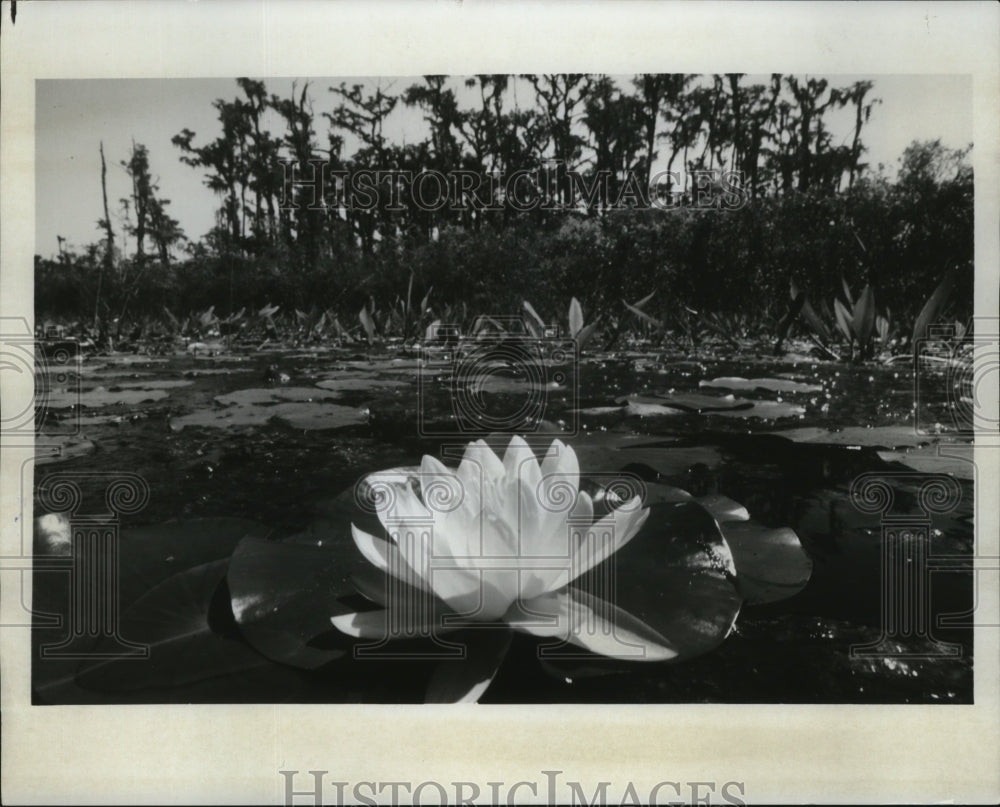 1978 Press Photo Water Lily's carpet Georgia's Okefenokee's flooded prairies - Historic Images