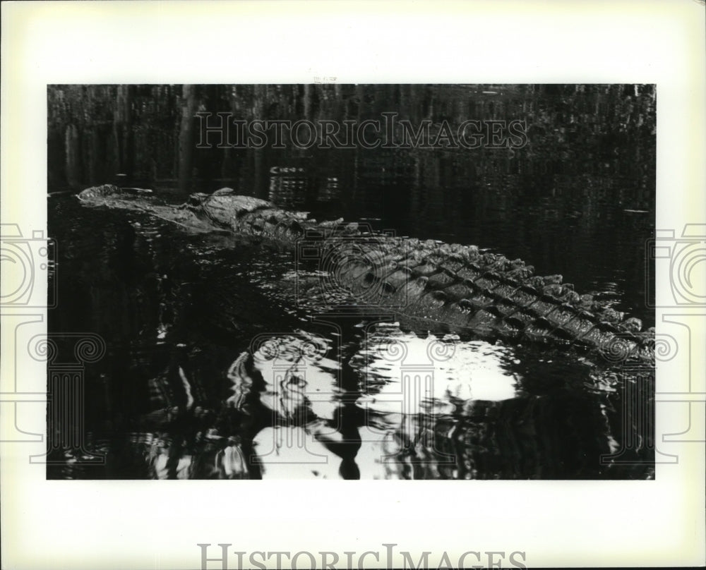 1986 Press Photo Alligator glides through waters of Okefenokee Swamp in Waycross - Historic Images