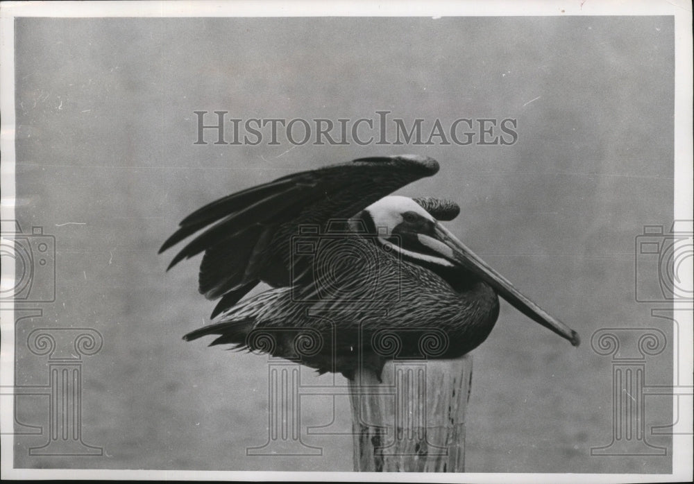 1990 Press Photo The Brown Pelican in the Evergladesq - Historic Images