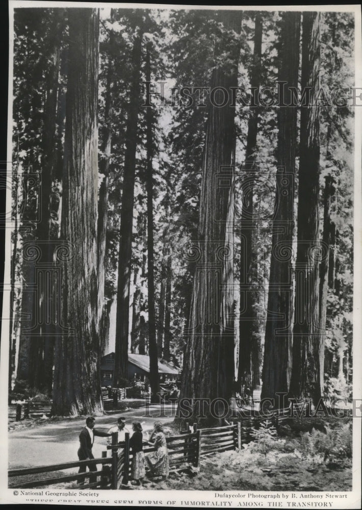 Press Photo Sequoias in Redwood National Park, California - Historic Images